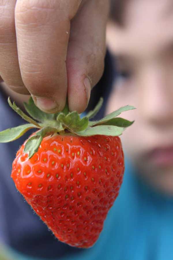 Strawberry Calendar