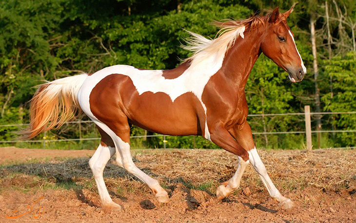 Arabian Horse